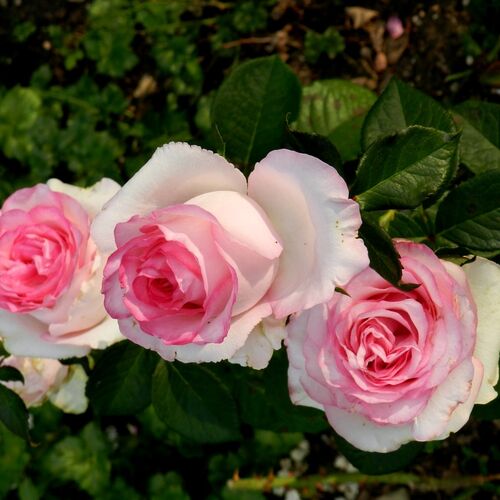 Роза чайно-гибридная Дольче Вита/Dolce Vita С6