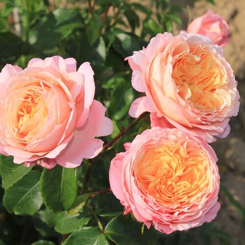 Роза флорибунда Домен де Шантильи/Domaine de Chantilly C6