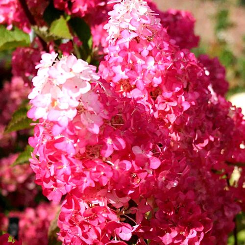 Гортензия метельчатая Фрейзи Мелба/Hydrangea paniculata Fraise Melba 40-60 С3