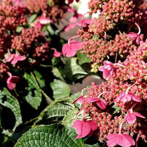 Гортензия метельчатая Инфинити/Hydrangea paniculata Infinity 30-40 С3