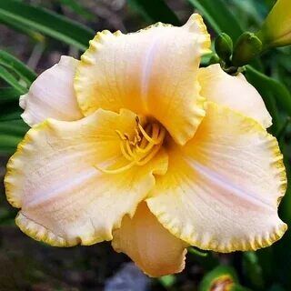 Лилейник гибридный Серена Санберст/Hemerocallis hybridа Serena Sunburst Р1,5