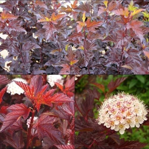 Пузыреплодник калинолистный Диабл Д'ор/Physocarpus opulifolius Diable D'or  80-100 С5