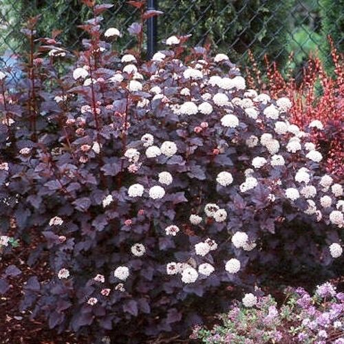 Пузыреплодник калинолистный Леди ин Ред/Physocarpus opulifolius Lady in Red PBR 30-50/60-80 C5