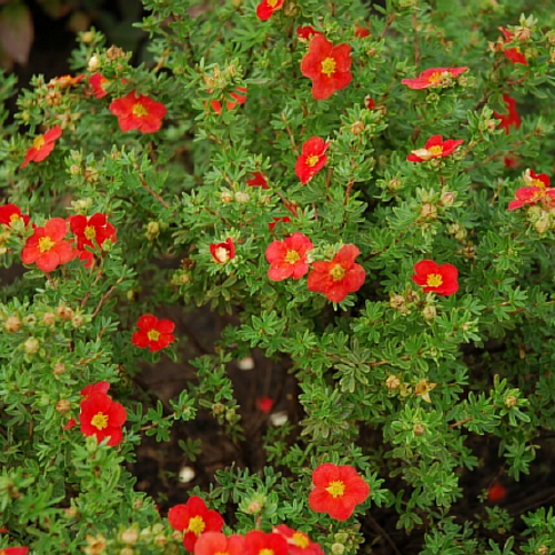 Лапчатка кустарниковая Мариан Ред Робин/Potentilla fruticosa Marian Red Robin 20-40 С2