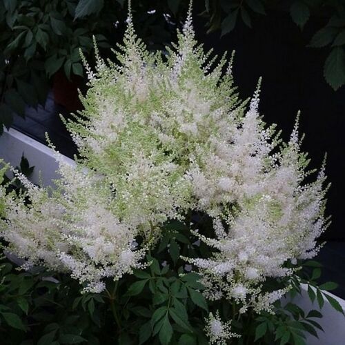 Астильба китайская Мохито/Astilbe chinensis Mojito P1,5