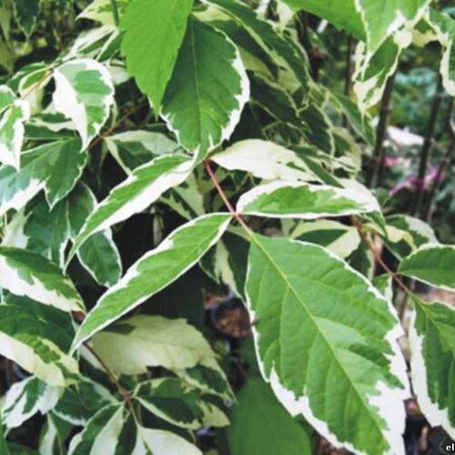 Клен остролистный Самули/Acer platanoides Samuli 40-50 C5