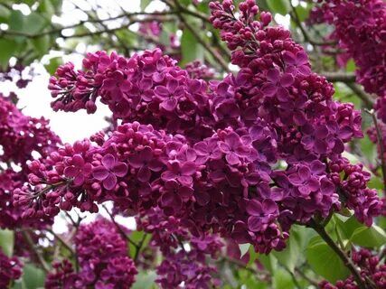 Сирень обыкновенная Людвиг Шпет/Syringa vulgaris Ludwig Spath 100-120 С6