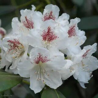Рододендрон гибридный Тигерштэт/Rhododendron hybrid Tigerstedt С3