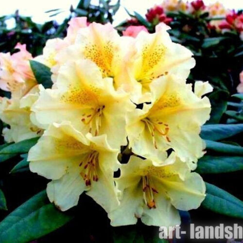 Рододендрон гибридный Профессор Шольц/Rhododendron hybrid prof. Scholz С3