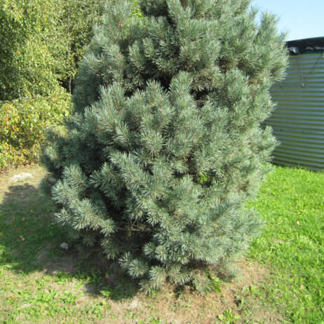 Сосна обыкновенная Ватерери/Pinus sylvestris Watereri 100-120 С43