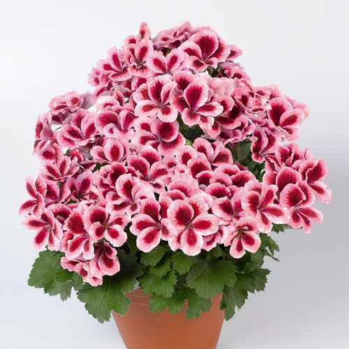 Пеларгония королевская Аристо Строуберри Крим/Pelargonium grandiflorum Aristo Strawberry Cream