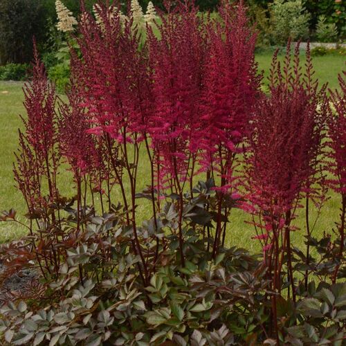 Астильба китайская Майти Чоколейт Черри/Astilbe chinensis Mighty Chocolate Cherry P1.5