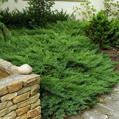 Можжевельник казацкий Тамарисцифолия/Juniperus sabina Tamariscifolia 120-140 С12