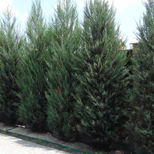 Можжевельник скальный Скайрокет/Juniperus scopulorum Skyrocket 120-140 С15