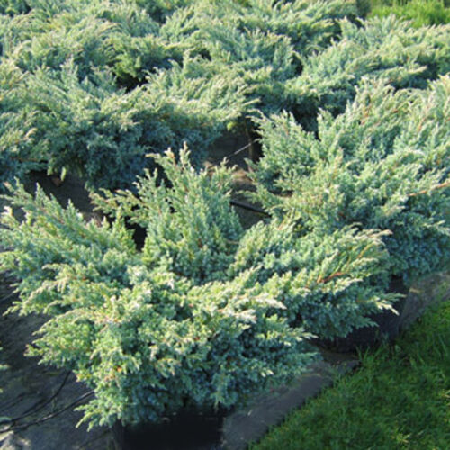 Можжевельник чешуйчатый Блю Свид/Juniperus squamata Blue Swede 30-50 С5