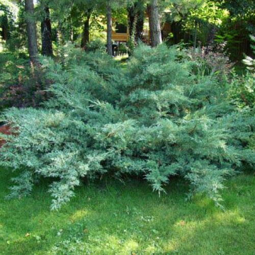 Можжевельник виргинский Хетц/Juniperus virginiana Hetz 40-60 С3