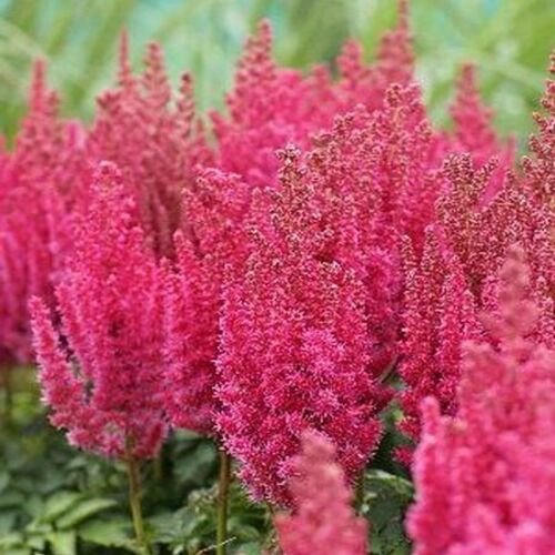 Астильба китайская Блэкберри Капкейк/Astilbe chinensis Blackberry Cupcake Р1,5