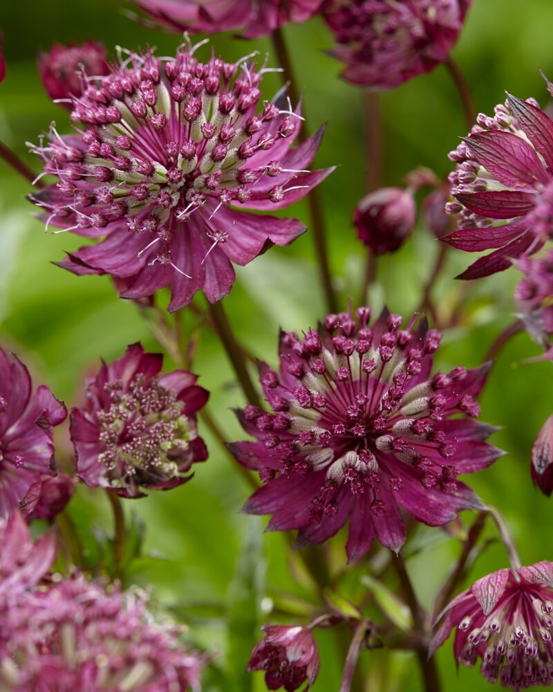 Астранция крупная Спарклинг Старс Ред/Astrantia major Sparkling Stars Red  Р1,5