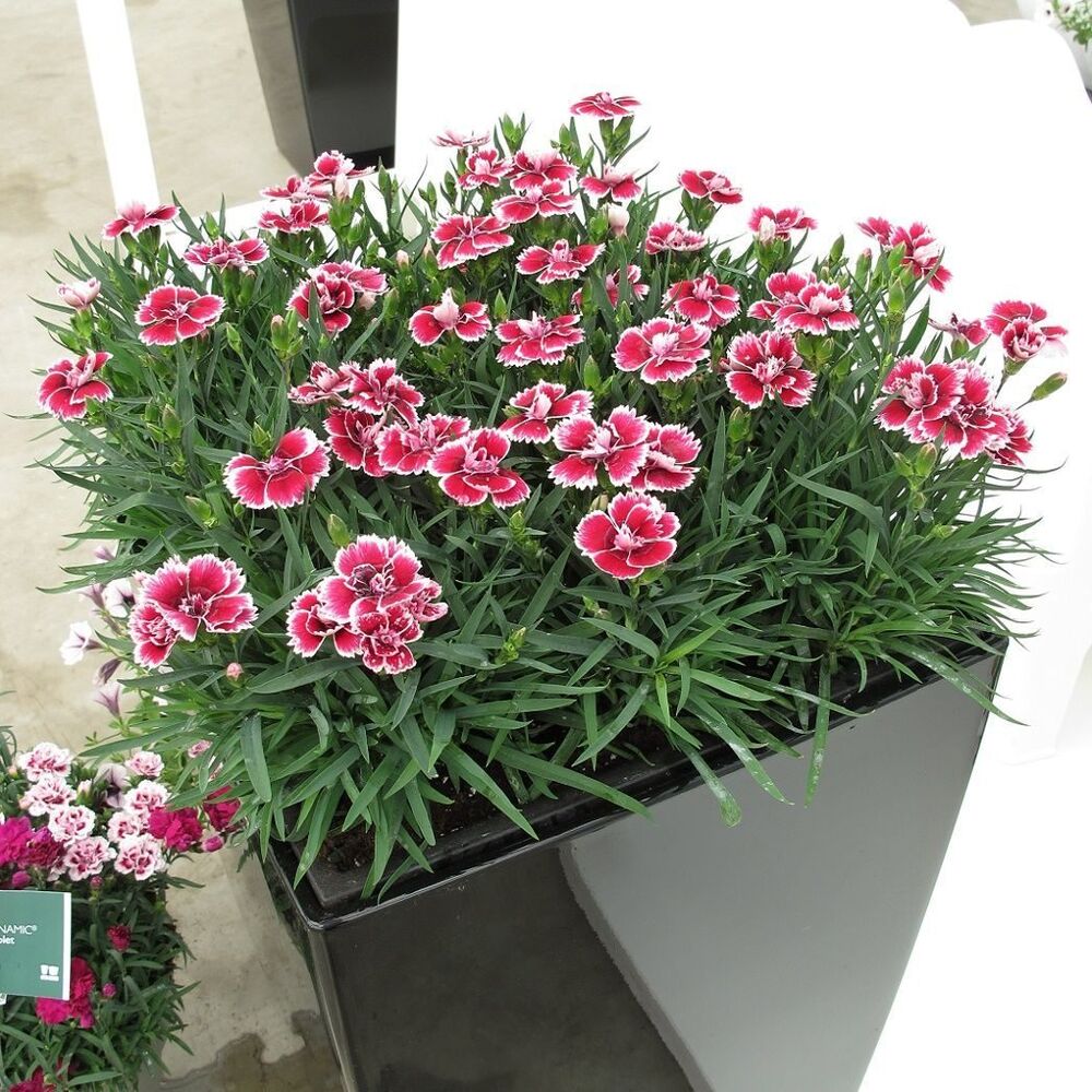 Гвоздика перистая Динамик Ред энд Уайт/Dianthus plumarius Dinamic Red and  White P1