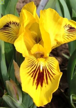 Ирис карликовый Айбрайт/Iris pumila Eyebright Р1,5