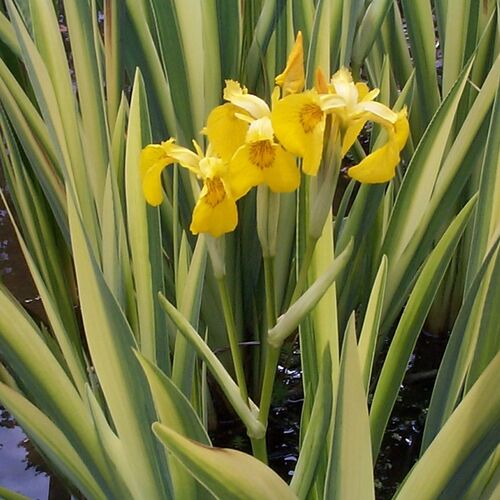 Ирис болотный Вариегата/Iris bolotny Variegata Р1,5