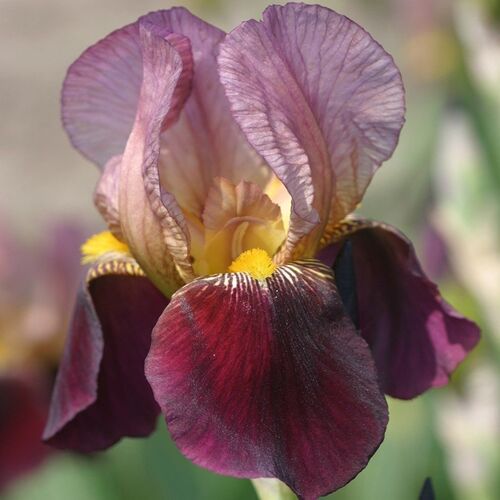 Ирис бородатый (германский) Амбассадор/Iris germanica Ambassadeur Р1,5