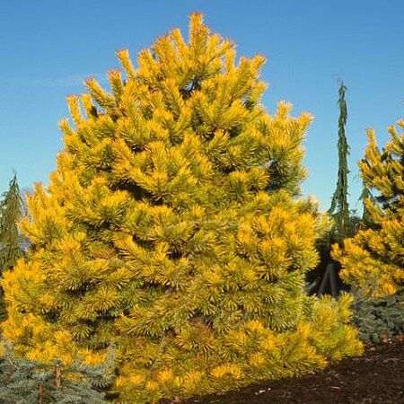 Сосна обыкновенная Винтерголд/Pinus sylvestris Wintergold 100-120 С10