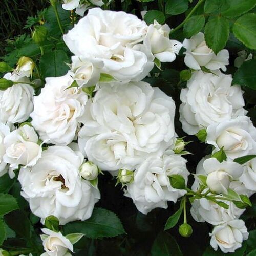Роза флорибунда Аспирин Роуз/Aspirin Rose (Tantau) C6