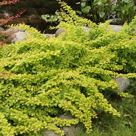 Барбарис Тунберга Голден Карпет/Berberis thunbergii Golden Carpet 25-30 C3