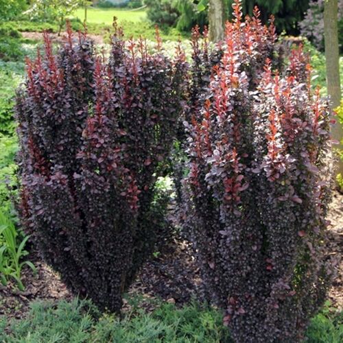 Барбарис Тунберга Рэд Пилар/Berberis thunbergii Red Pillar 20-30 C2