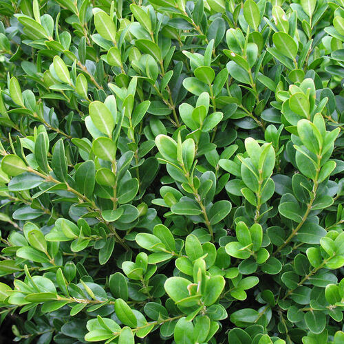 Самшит вечнозеленый/Buxus sempervirens 25-30 C3