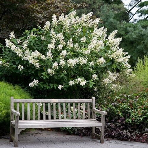 Гортензия метельчатая Киушу/Hydrangea paniculata Kyushu 20-30 С3