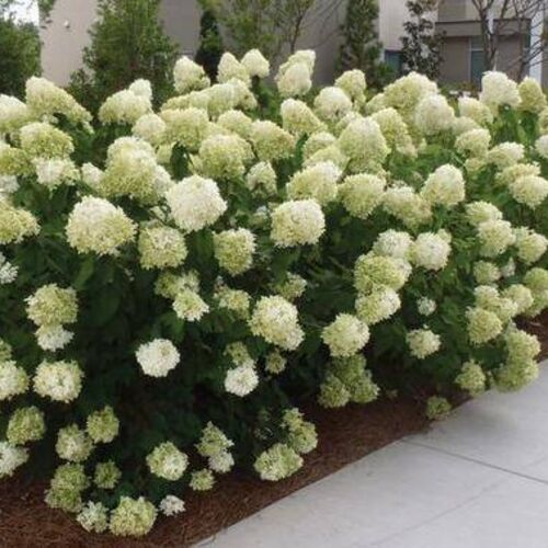 Гортензия метельчатая Лаймлайт/Hydrangea paniculata Limelight 80-100 С20