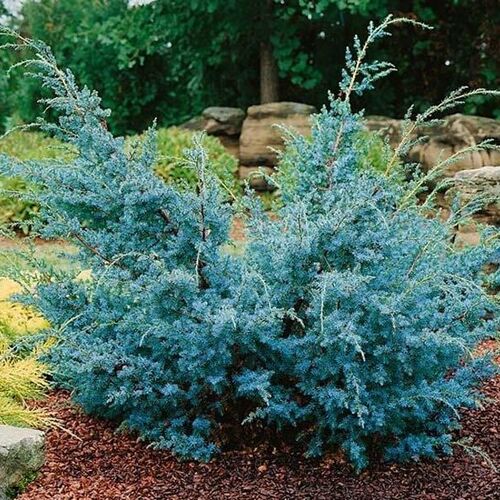 Можжевельник китайский Блю Альпс/Juniperus chinensis Blue Alps 80-100 С5