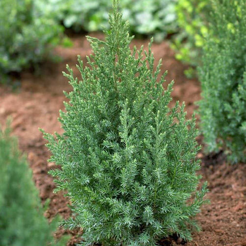 Можжевельник китайский Стрикта/Juniperus chinensis Stricta 30-40 С2