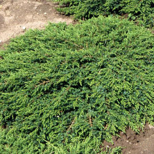 Можжевельник обыкновенный Грин Карпет/Juniperus communis Green Carpet 30-40 С5/C7,5