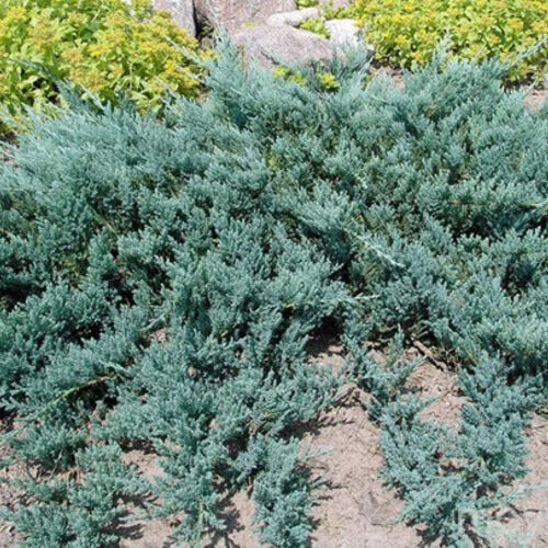 Можжевельник горизонтальный Блю Чип/Juniperus horizontalis Blue Chiр 40-60 C7,5