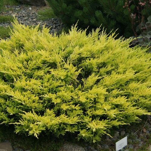 Можжевельник горизонтальный Лаймглоу/Juniperus horizontalis Limeglow 60-70 С6