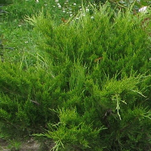 Можжевельник казацкий Рокери Джем/Juniperus sabina Rockery Gem 10-20 C2