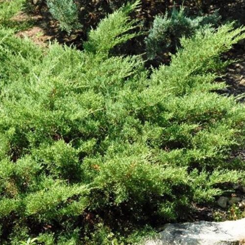 Можжевельник средний Пфитциреана Компакта/Juniperus мedia Pfitzeriana Compacta 30-40 С5/С7,5