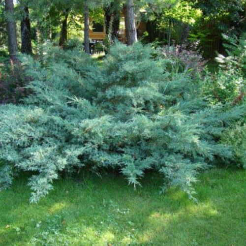 Можжевельник средний Пфитциреана Глаука/Juniperus media Pfitzeriana Glauca 30-40 C3