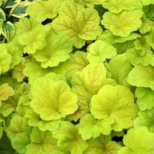 Гейхера гибридная Электрик Лайм/Heuchera hibrid Electric Lime