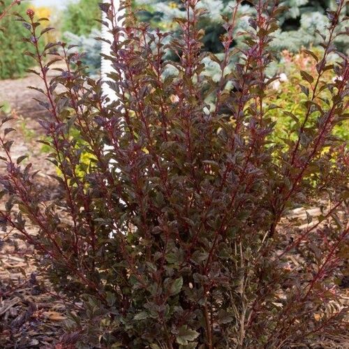 Пузыреплодник калинолистный Литл Дэвил/Physocarpus opulifolius Little Devil 30-50 C3