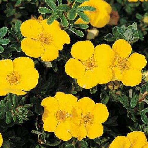 Лапчатка кустарниковая Хэчменс Гигант/Potentilla fruticosa Hachmann's Gigant 30-40 C2