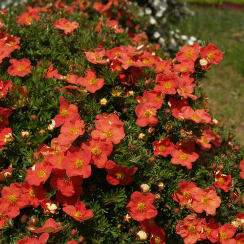 Лапчатка кустарниковая Рэд Эйс/Potentilla fruticosa Red Ace 10-20 С2