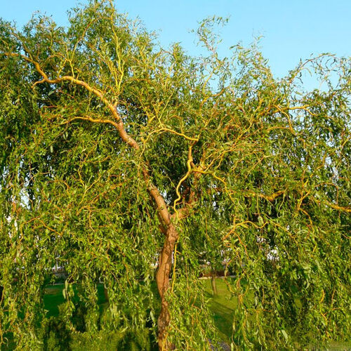 Ива вавилонская Тортуоза/Salix babylonica Tortuosa 100-120 C2