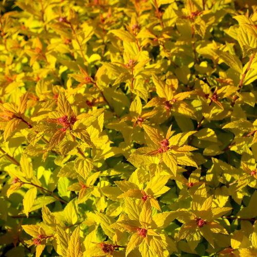 Спирея японская Голдмаунд/Spiraea japonica Goldmound 20-40 C3