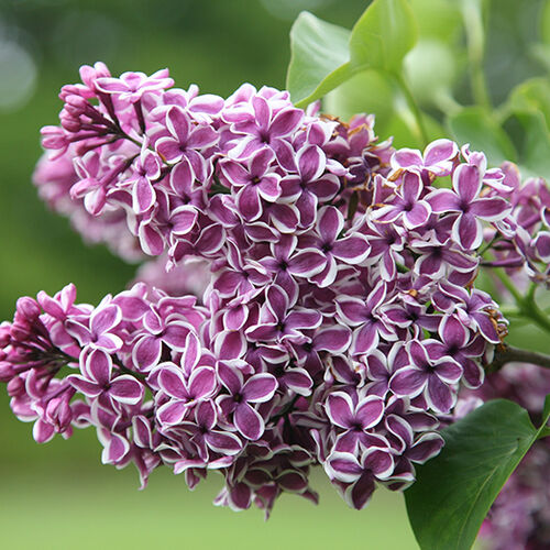 Сирень обыкновенная Сенсация/Syringa vulgaris Sensation 80-100 Ра C7,5