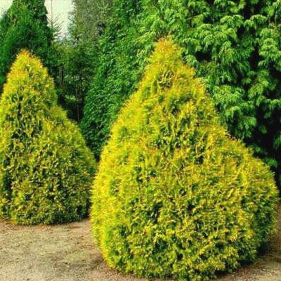 Туя западная Рейнголд/Thuja occidentalis Rheingold 80-100 С26