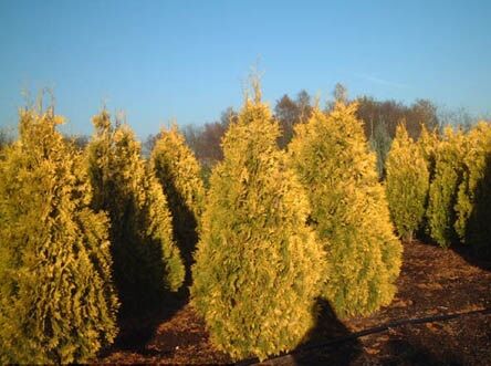 Туя западная Европа Голд/Thuja occidentalis Europe Gold 30-50 C3